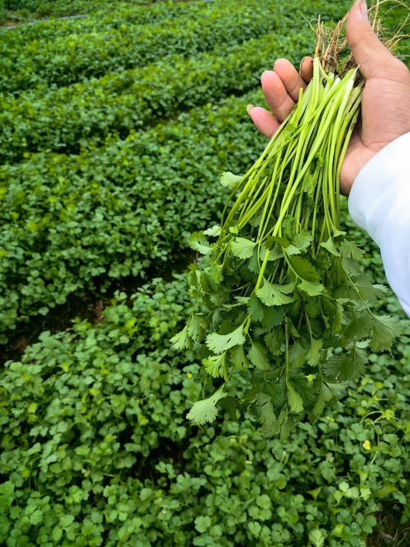 精品香菜大量上市产地直发一手货源大量批发