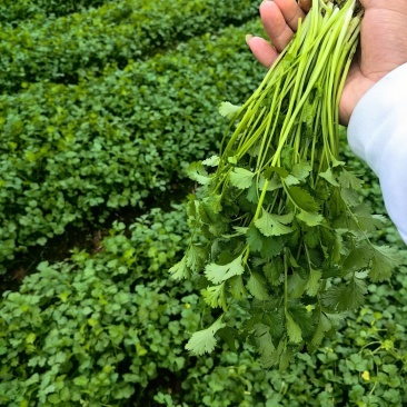 精品香菜大量上市产地直发一手货源大量批发