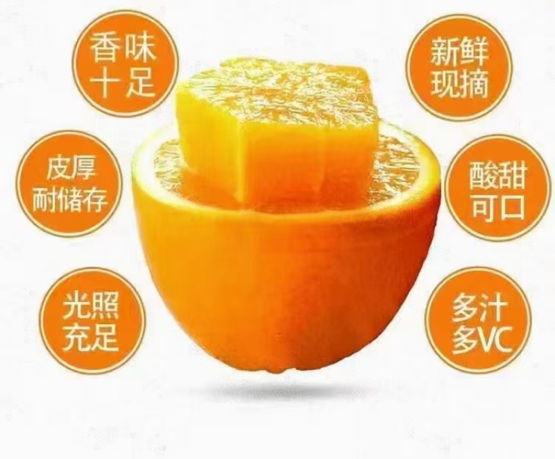 金沙江边优质纽荷尔脐橙产地种植户全国批发零售一件代发