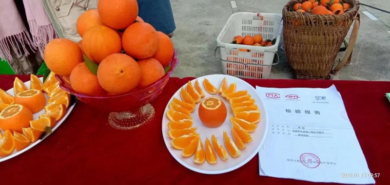 金沙江边优质纽荷尔脐橙产地种植户全国批发零售一件代发