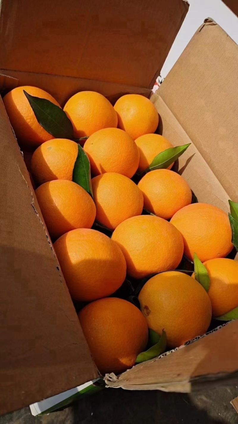 金沙江边优质纽荷尔脐橙产地种植户全国批发零售一件代发