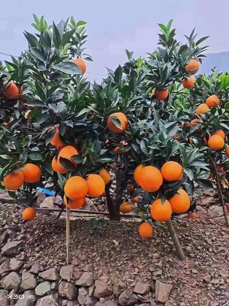 金沙江边优质纽荷尔脐橙产地种植户全国批发零售一件代发