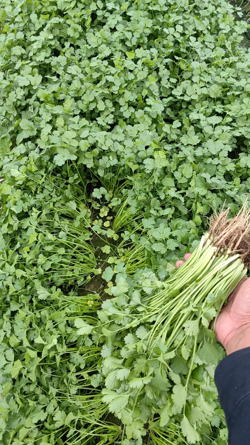 湖北精品香菜即将大量上市产地直发质量保证欢迎来电订购