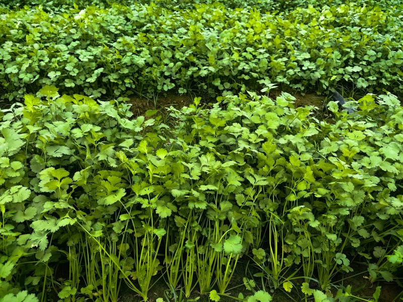 湖北精品香菜即将大量上市产地直发质量保证欢迎来电订购