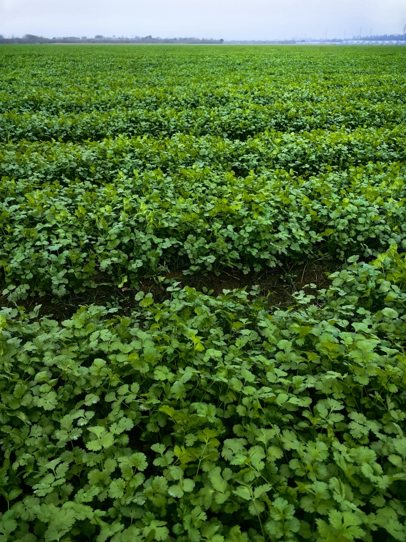 湖北精品香菜即将大量上市产地直发质量保证欢迎来电订购