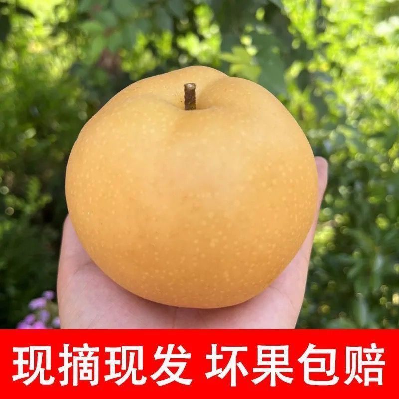 山东秋月梨新鲜甜薄皮超甜中大果梨子水果批发整箱正宗