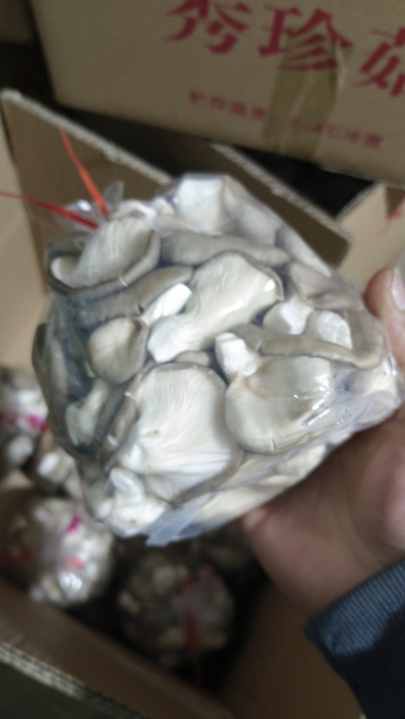精品食用菌秀珍菇/量大从优/可视频看货/欢迎下单