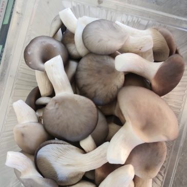 精品食用菌秀珍菇/量大从优/可视频看货/欢迎下单