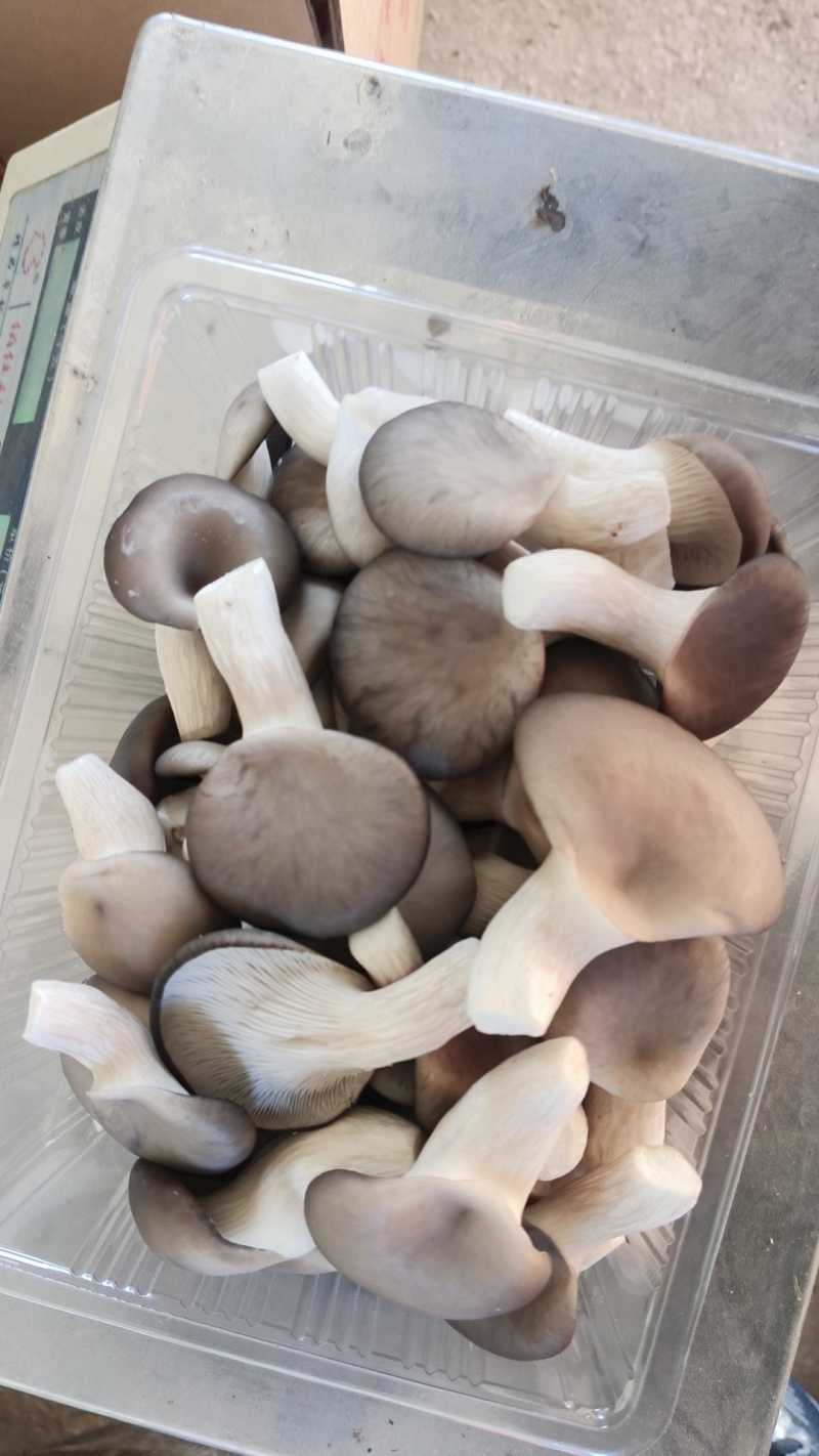 精品食用菌秀珍菇/量大从优/可视频看货/欢迎下单
