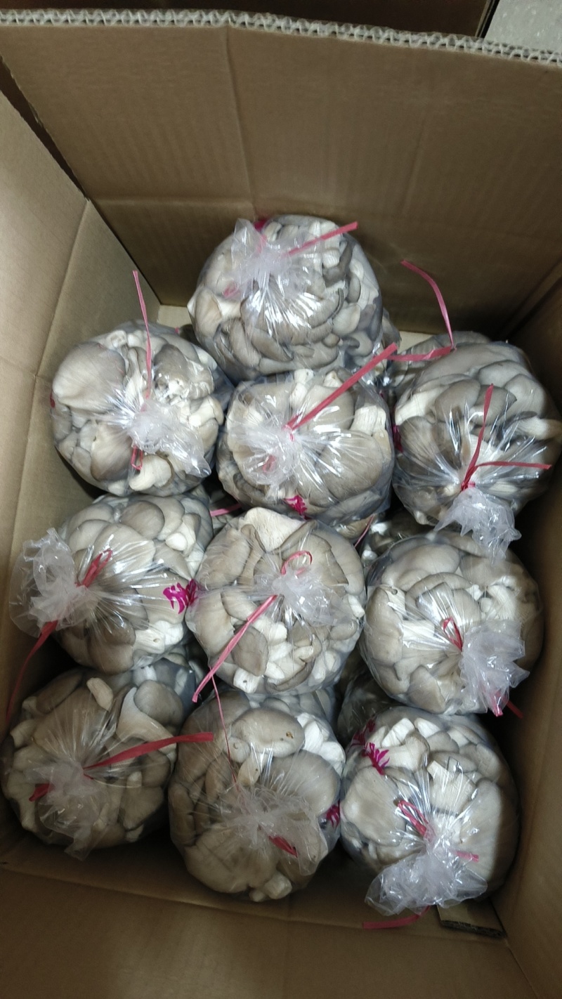 精品食用菌秀珍菇/量大从优/可视频看货/欢迎下单