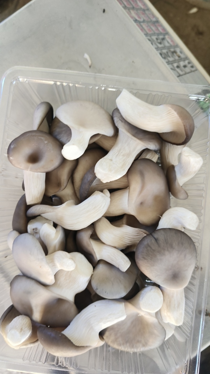 精品食用菌秀珍菇/量大从优/可视频看货/欢迎下单