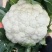 唐山精品有机菜花松花菜散花产地现采现发品质保障货源充足