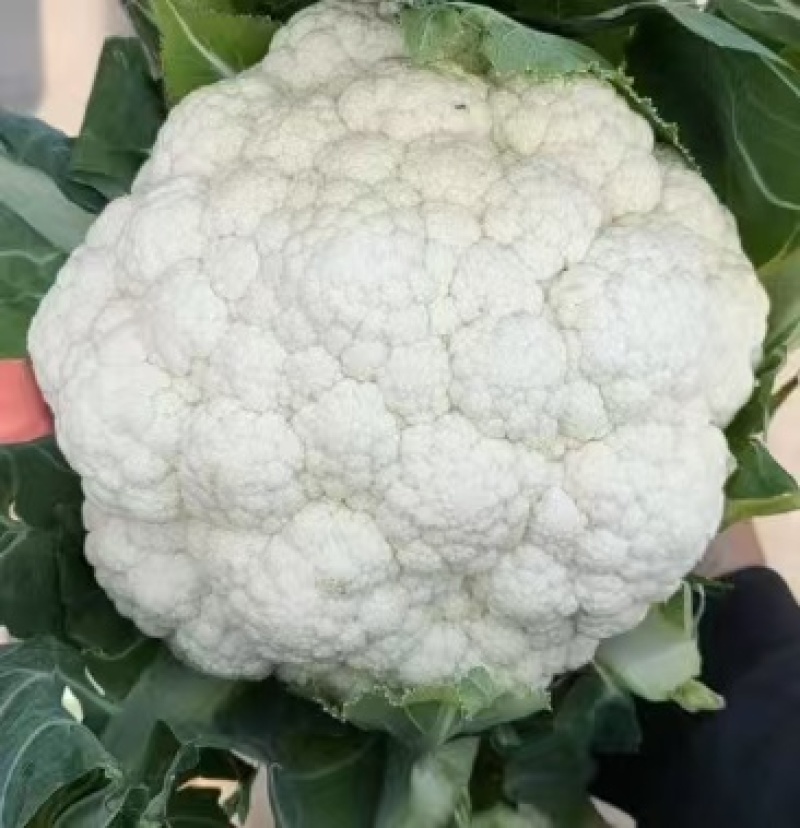 唐山精品有机菜花松花菜散花产地现采现发品质保障货源充足