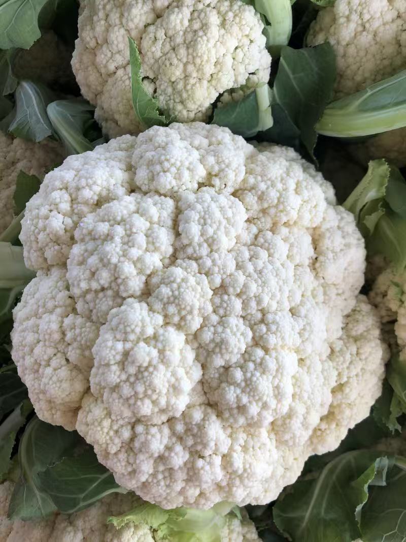 唐山精品有机菜花松花菜散花产地现采现发品质保障货源充足