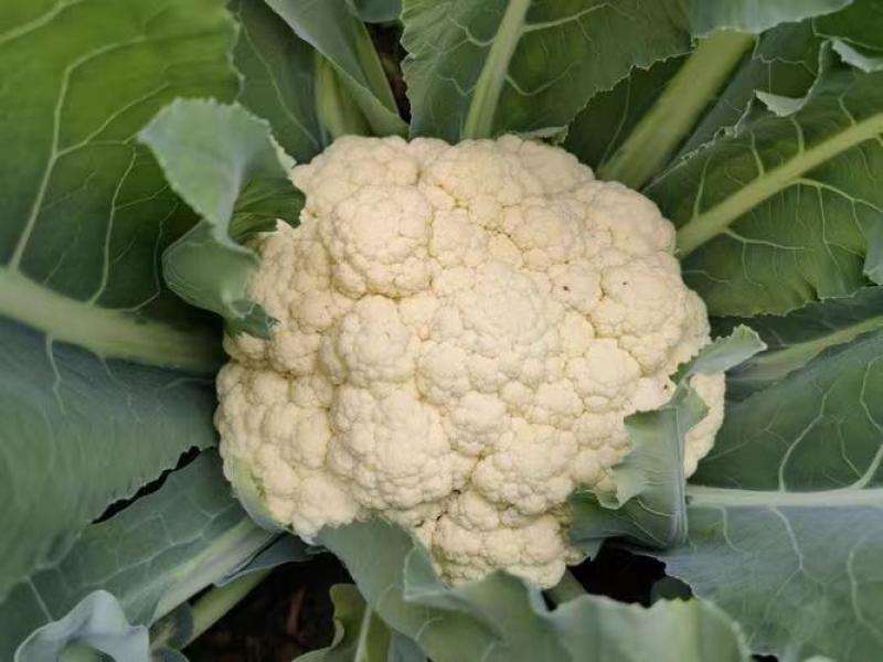 唐山精品有机菜花松花菜散花产地现采现发品质保障货源充足