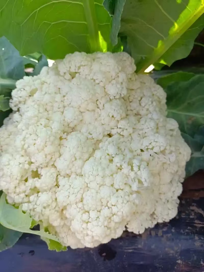 唐山精品有机菜花松花菜散花产地现采现发品质保障货源充足