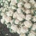 唐山精品有机菜花松花菜散花产地现采现发品质保障货源充足