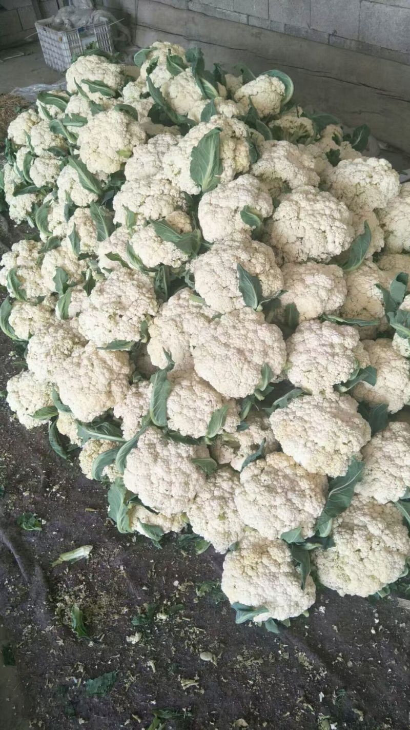 唐山精品有机菜花松花菜散花产地现采现发品质保障货源充足