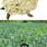 唐山精品有机菜花松花菜散花产地现采现发品质保障货源充足