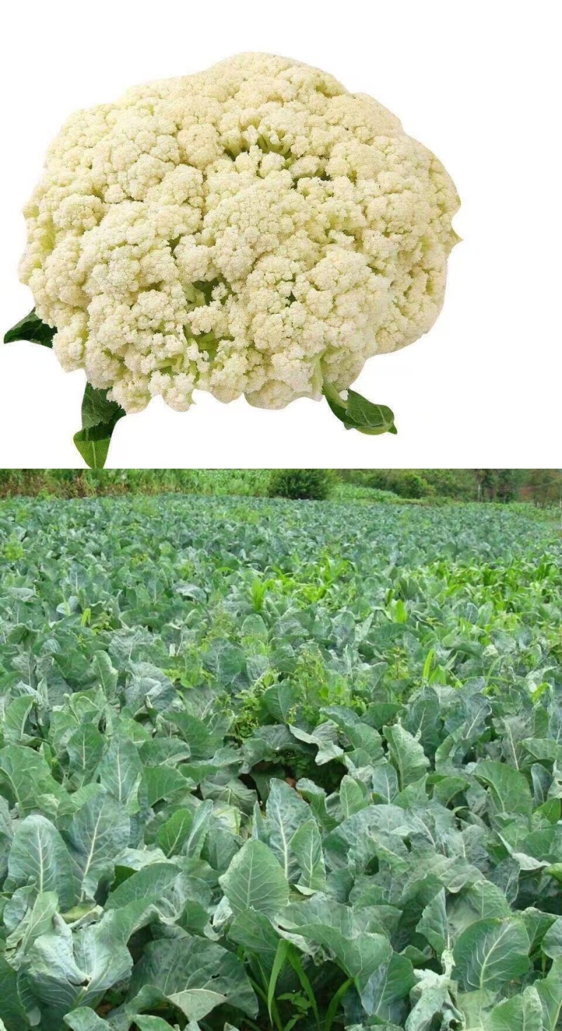 唐山精品有机菜花松花菜散花产地现采现发品质保障货源充足