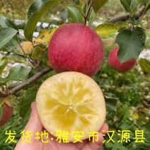 汉源糖心红富士苹果脆甜多汁货源充足对接全国