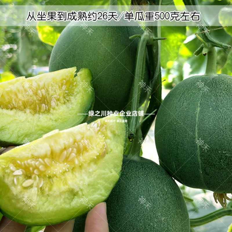 冰糖绿宝石甜瓜种子高糖薄皮甜瓜种籽绿皮绿肉绿宝甜瓜种子