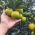 广西精品红江橙,产地直发质量保证货源充足全国发货