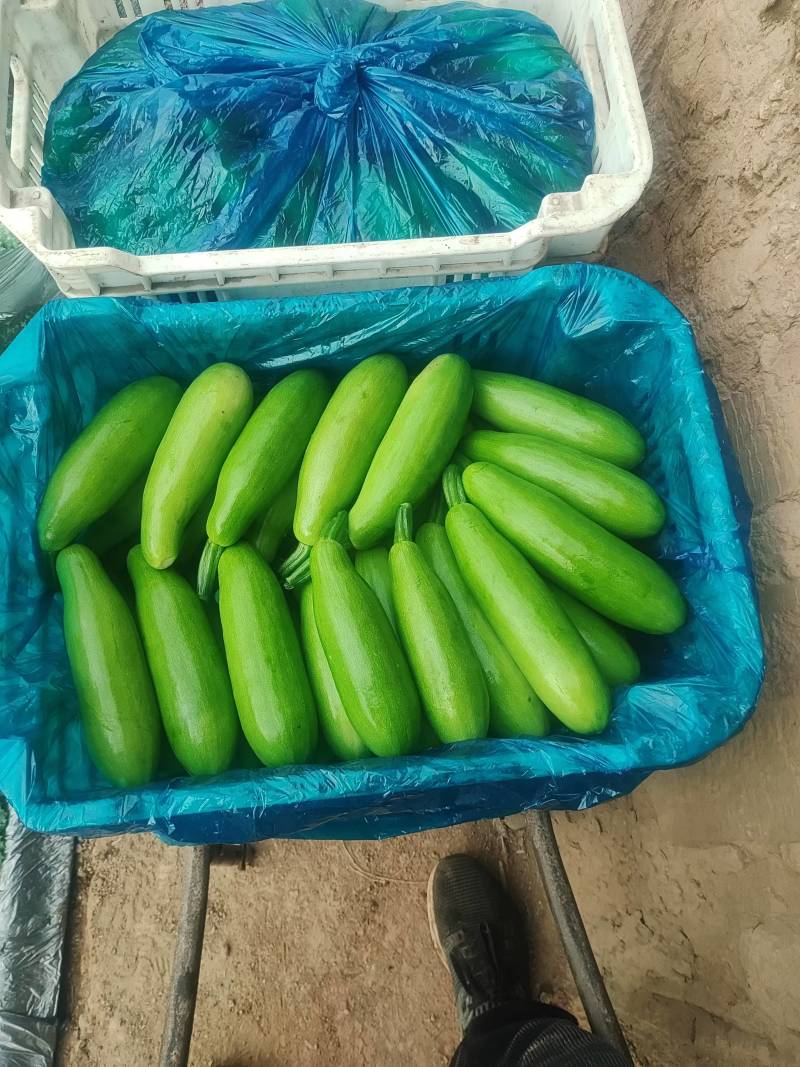 精品西葫芦大量上市需要的老板联系***********