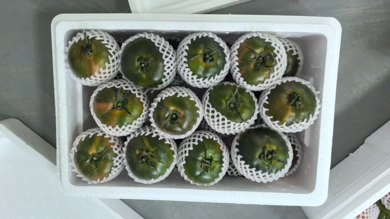 碱地西红柿柿子铁皮柿子碱大量上市口感香甜保质保量欢迎选购