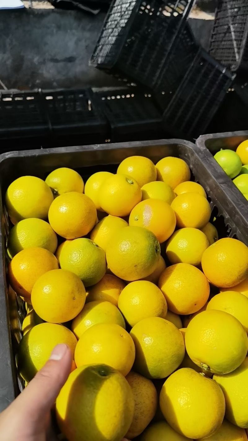 麻阳冰糖橙规格齐全价格齐全精品果50起电商市场，商超，批发