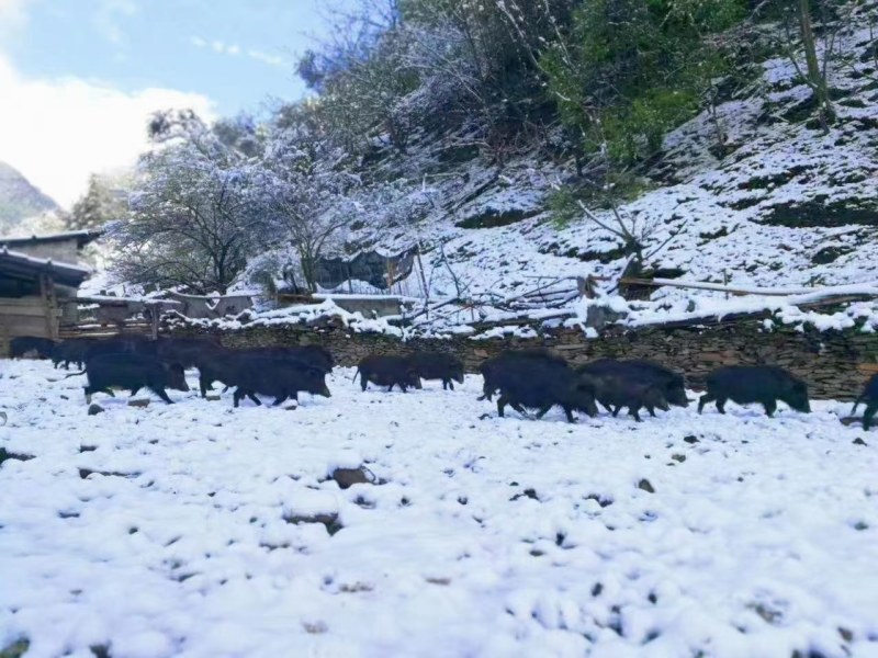 藏香猪肉