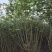 木芙蓉3一4叉，4一5叉，7一8叉，基地有量欢迎订购。