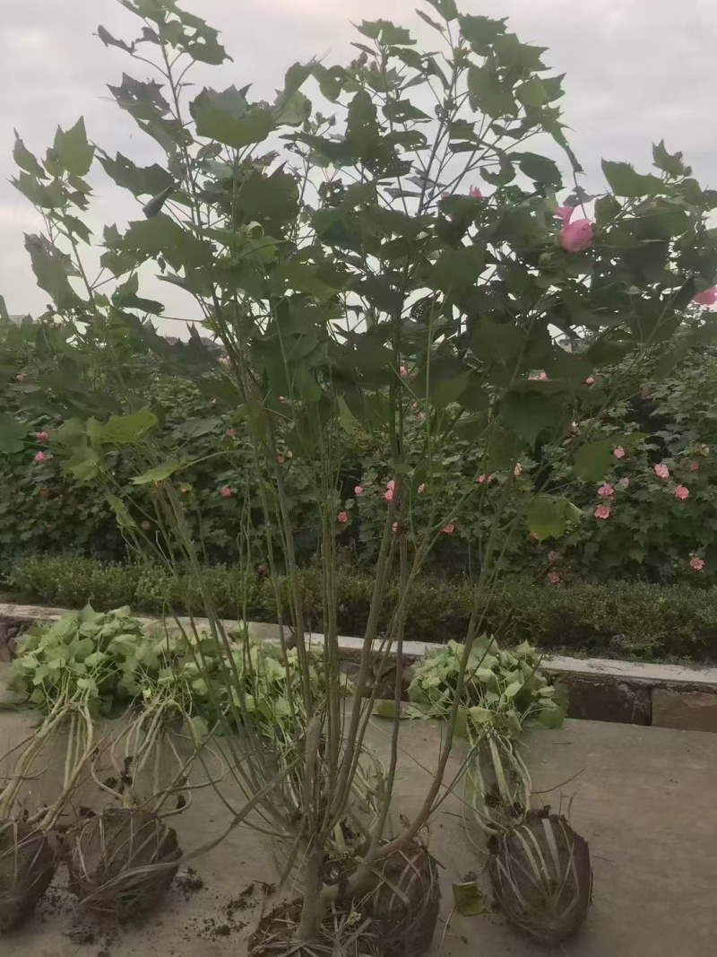 木芙蓉3一4叉，4一5叉，7一8叉，基地有量欢迎订购。