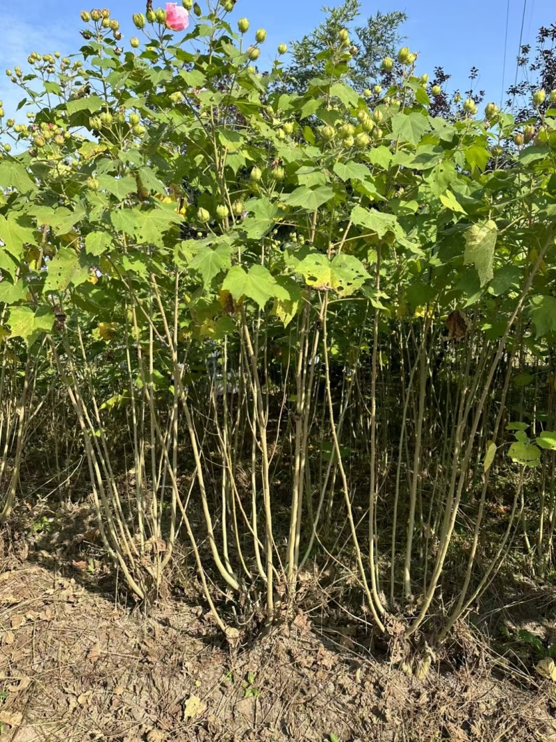 木芙蓉3一4叉，4一5叉，7一8叉，基地有量欢迎订购。