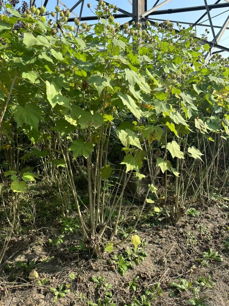 木芙蓉3一4叉，4一5叉，7一8叉，基地有量欢迎订购。
