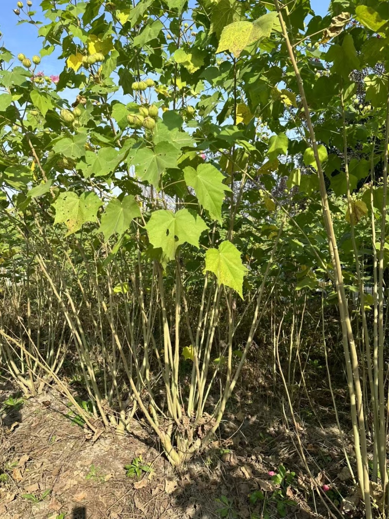 木芙蓉3一4叉，4一5叉，7一8叉，基地有量欢迎订购。