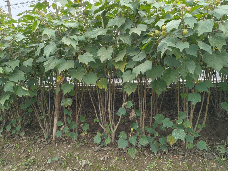 木芙蓉3一4叉，4一5叉，7一8叉，基地有量欢迎订购。