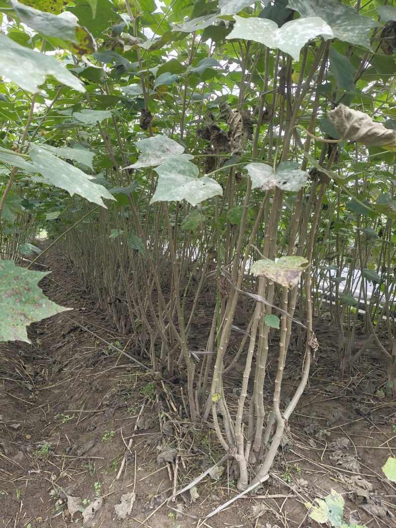 木芙蓉3一4叉，4一5叉，7一8叉，基地有量欢迎订购。