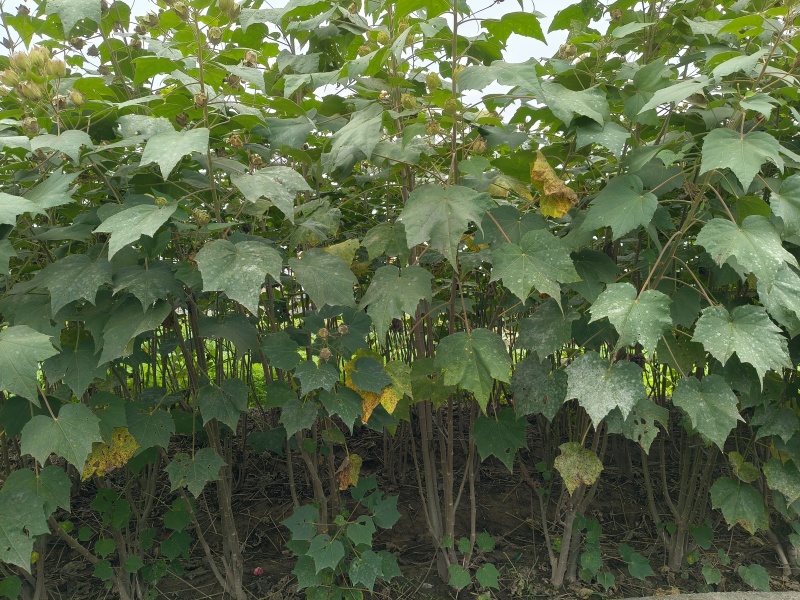木芙蓉3一4叉，4一5叉，7一8叉，基地有量欢迎订购。