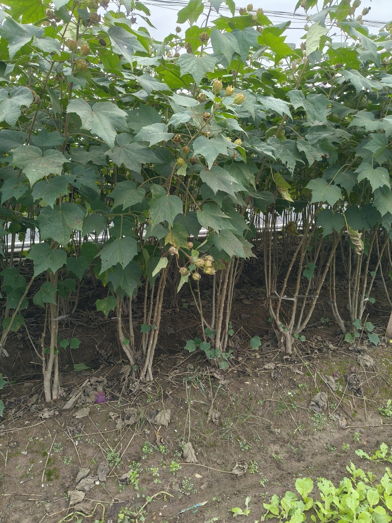 木芙蓉3一4叉，4一5叉，7一8叉，基地有量欢迎订购。