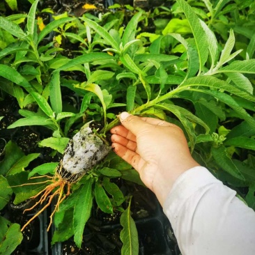贵州艾纳香苗定制确保质量保证优良品种母苗