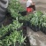 贵州艾纳香苗定制确保质量保证优良品种母苗