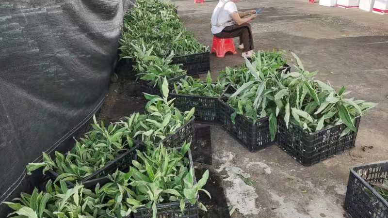 贵州艾纳香苗定制确保质量保证优良品种母苗