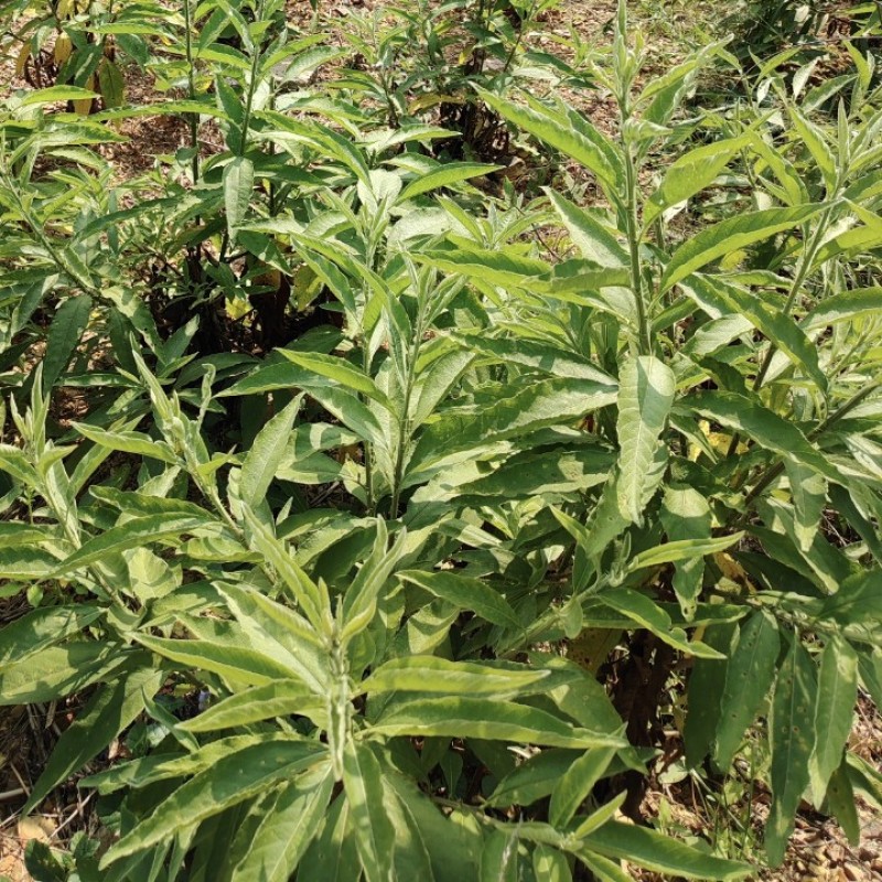 贵州艾纳香苗定制确保质量保证优良品种母苗