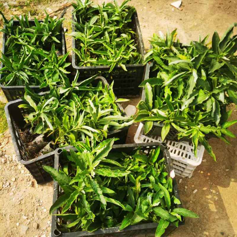 贵州艾纳香苗定制确保质量保证优良品种母苗