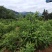 贵州艾纳香苗定制确保质量保证优良品种母苗