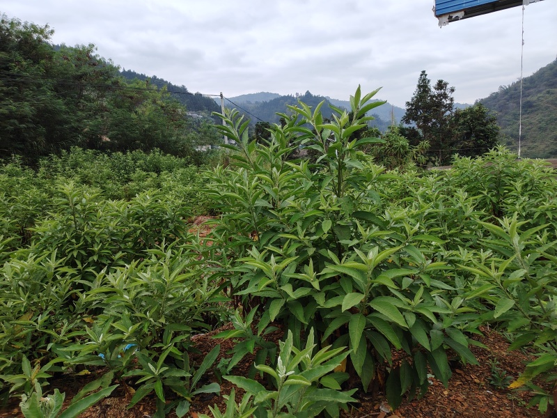 贵州艾纳香苗定制确保质量保证优良品种母苗