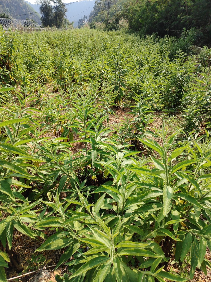贵州艾纳香苗定制确保质量保证优良品种母苗