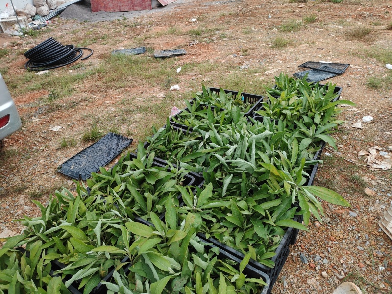 贵州艾纳香苗定制确保质量保证优良品种母苗
