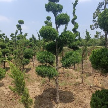 造型龙柏